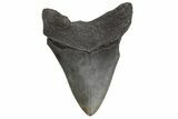 Fossil Megalodon Tooth - South Carolina #214707-2